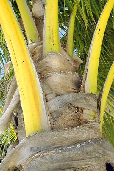 palm trunk 4 graphic